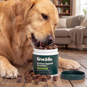Croc&Co Soutien Digestif Quotidien | Probiotique pour Chien