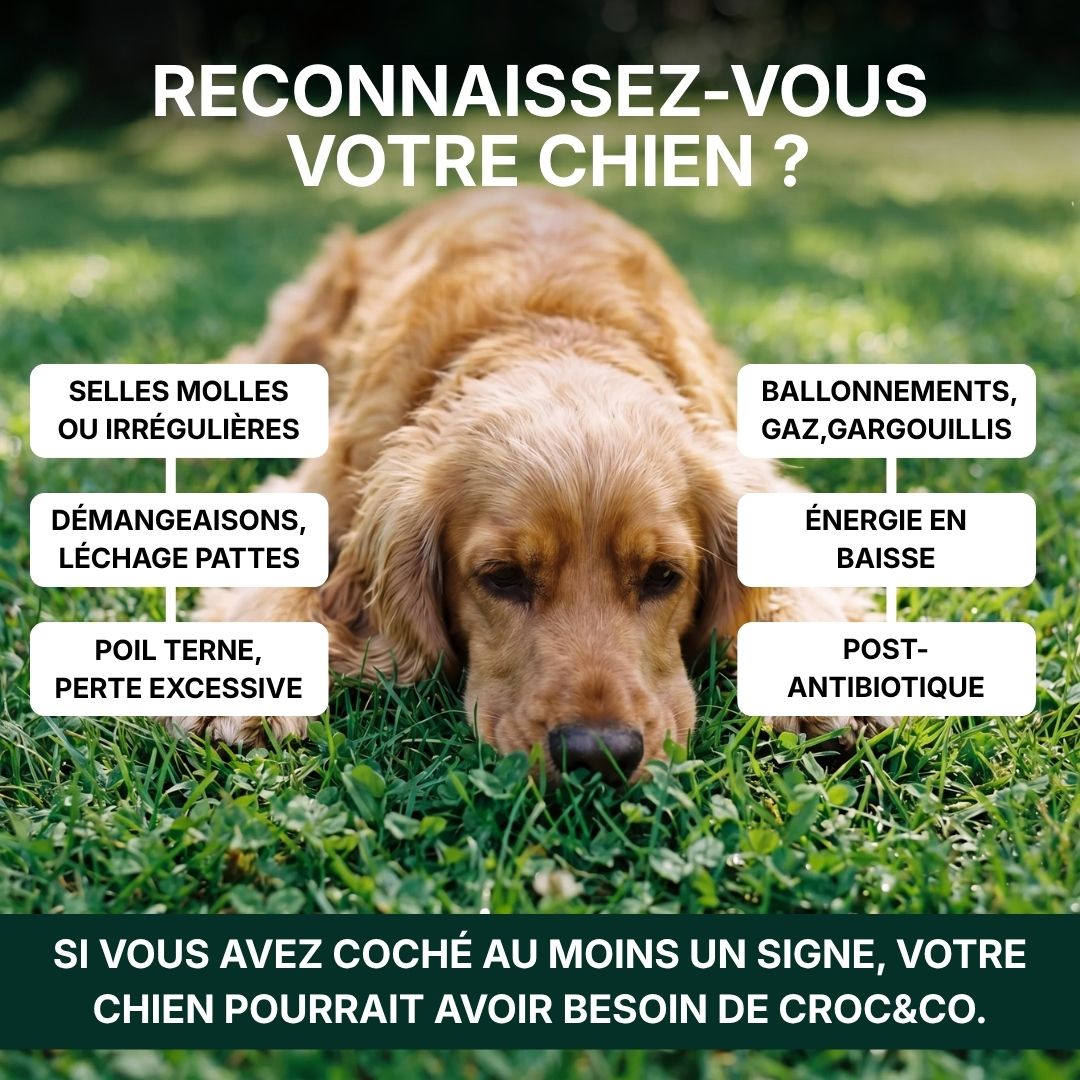 Croc&Co Soutien Digestif Quotidien | Probiotique pour Chien