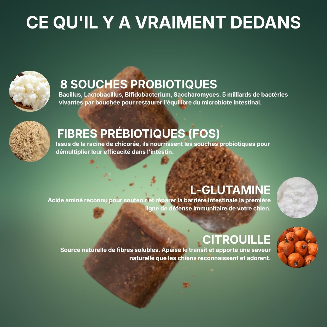 Croc&Co Soutien Digestif Quotidien | Probiotique pour Chien