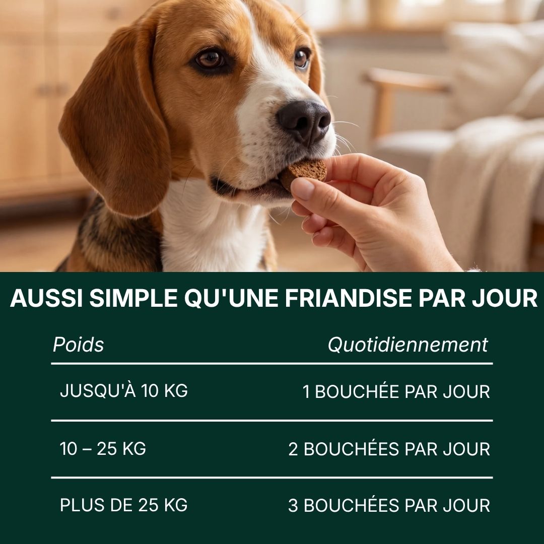 Croc&Co Soutien Digestif Quotidien | Probiotique pour Chien