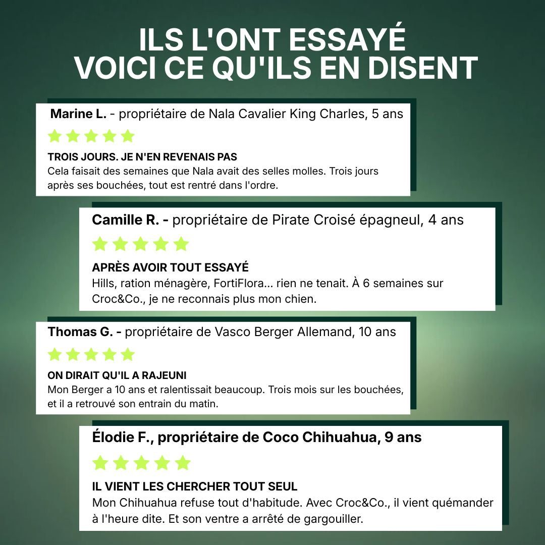 Croc&Co Soutien Digestif Quotidien | Probiotique pour Chien